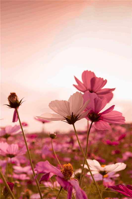 PicShow
