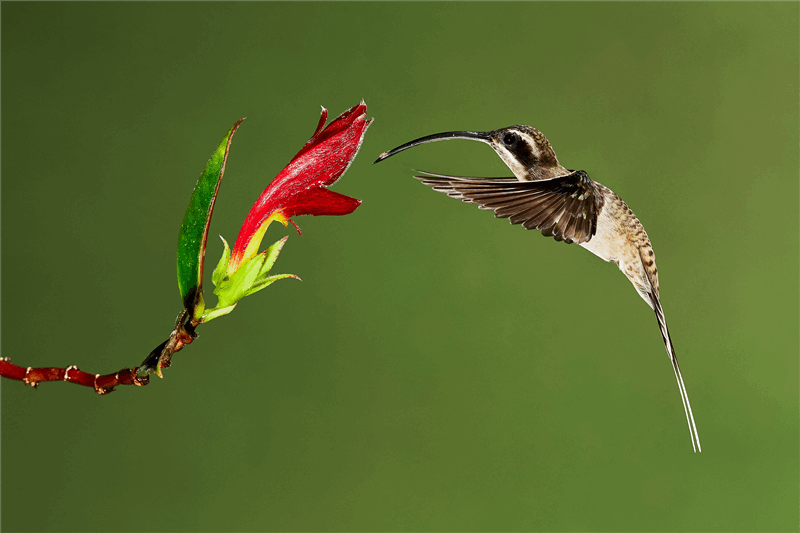 PicShow