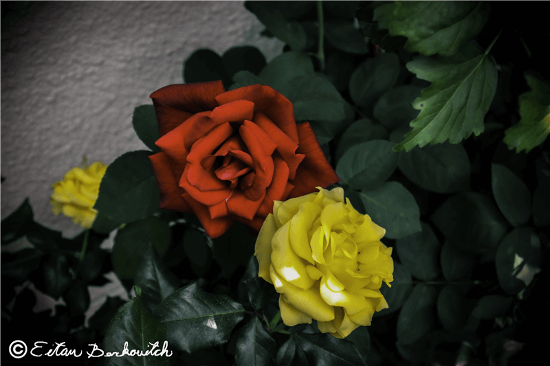 PicShow