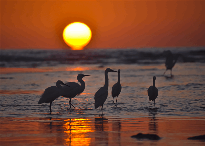 PicShow